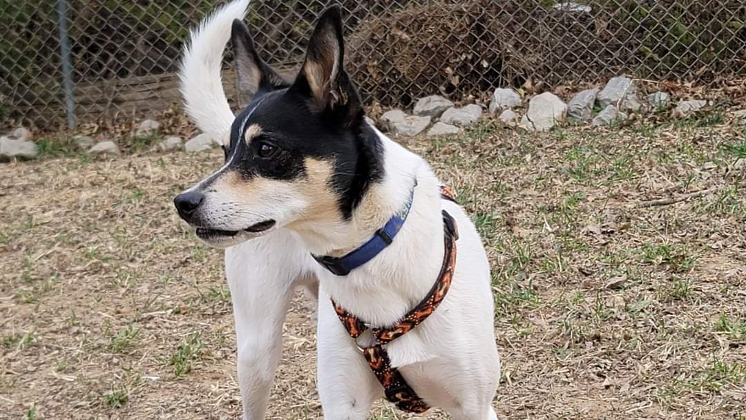 Indian Creek Kennel Carbondale