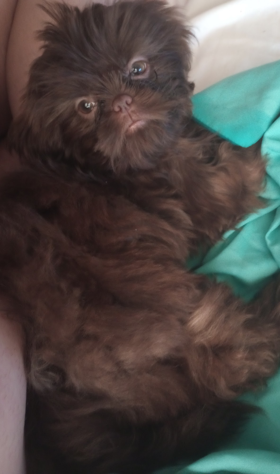 Amazing Shih-Tzu's Carlyle