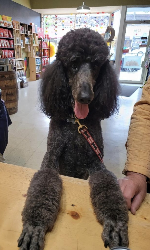 Pet Wants Chicago North Chicago