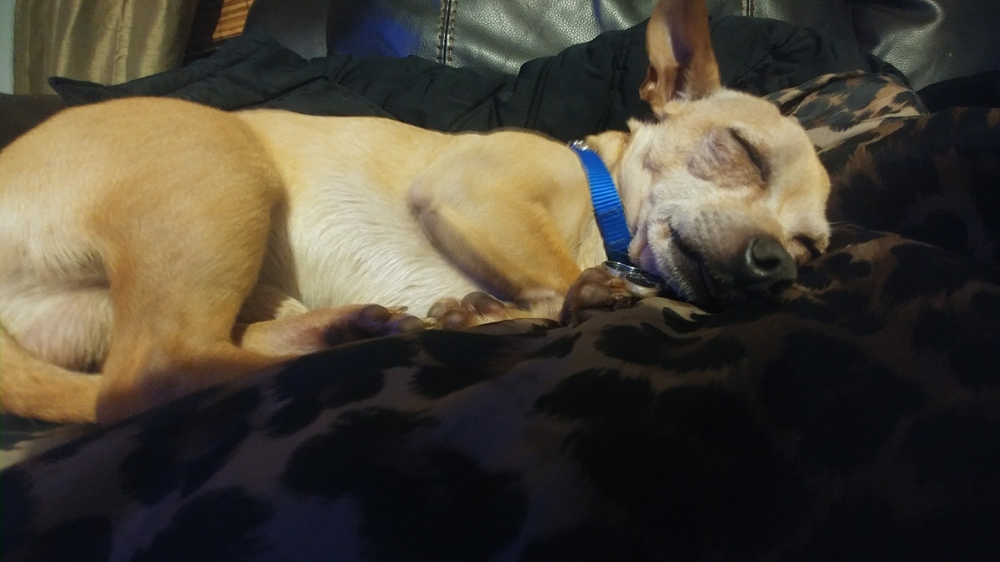 Cicero Waggin' Tails Animal Shelter/Town of Cicero Animal Control Cicero