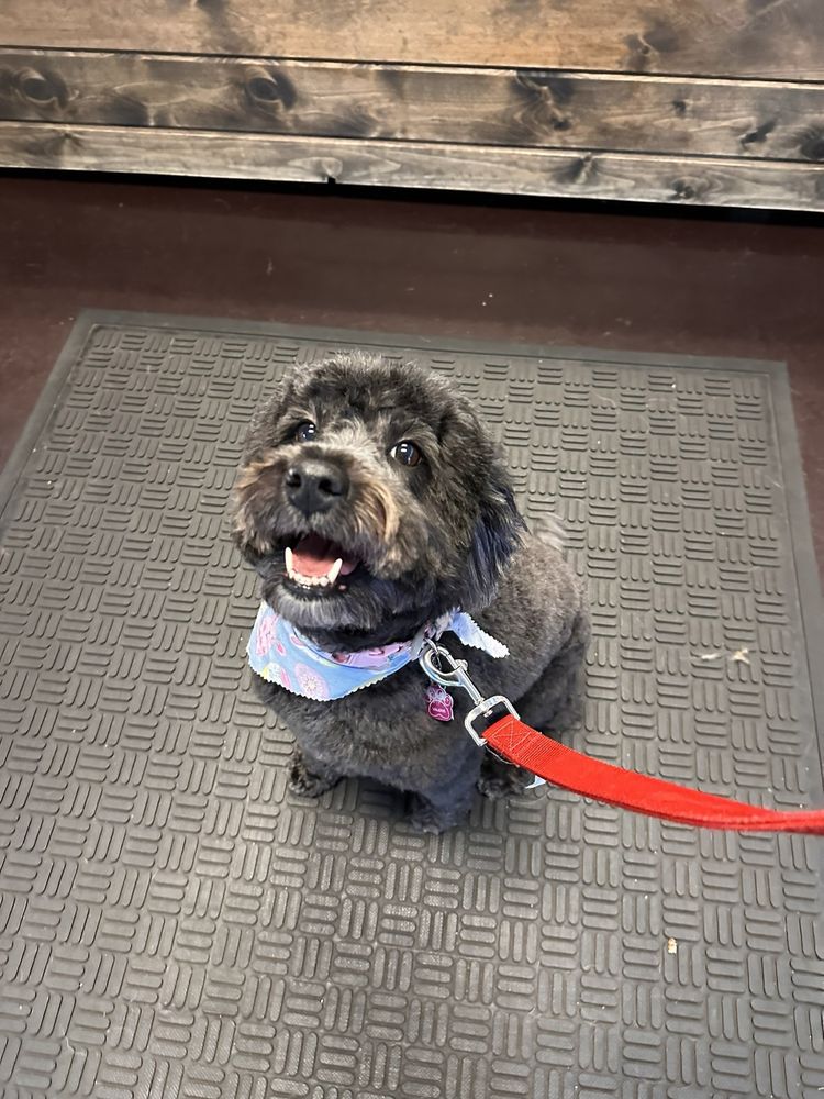 Playtime Pup Ranch Des Plaines