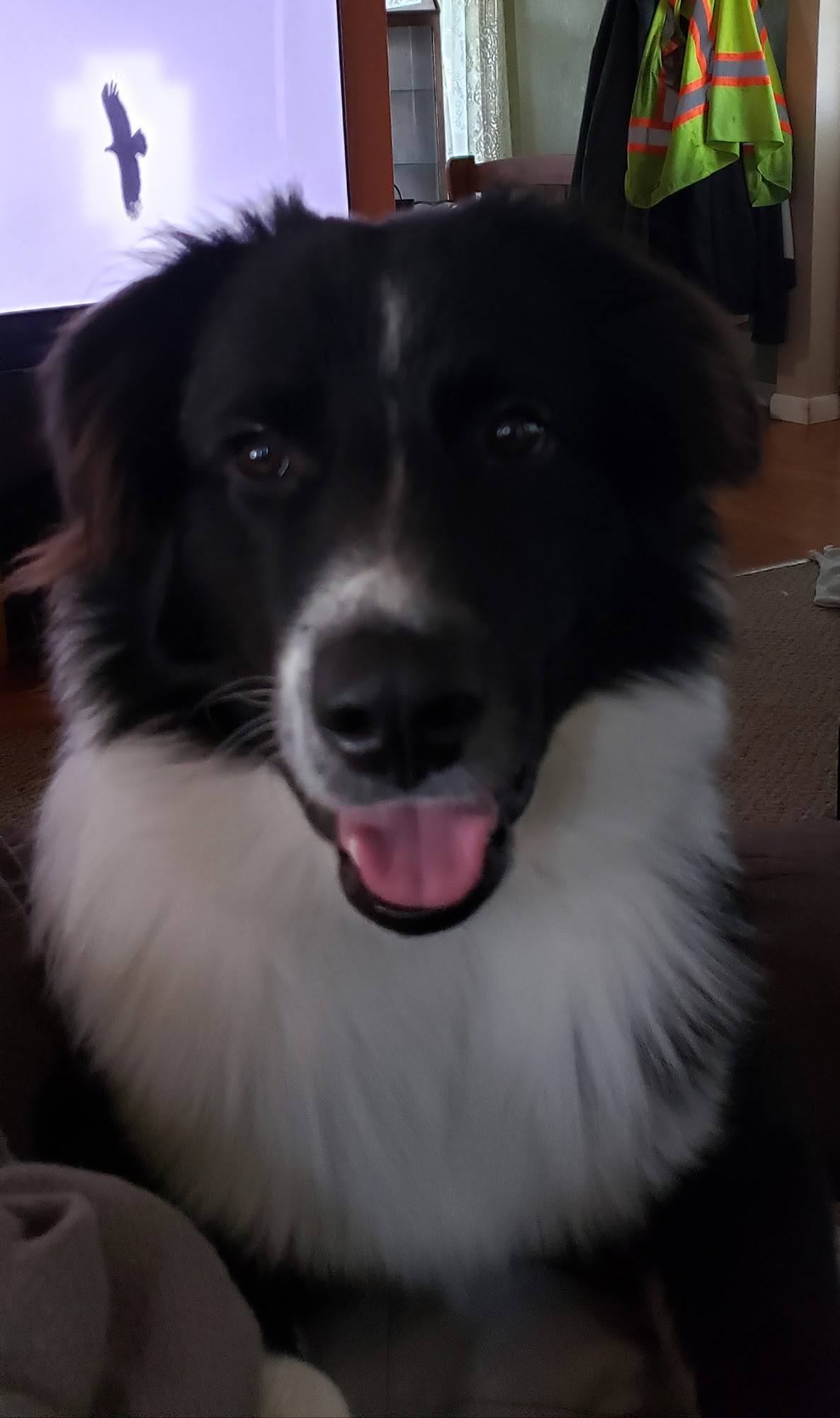 All Natural Pet Center Edwardsville