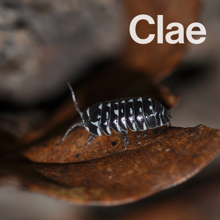 Clae Pest Control LLC 410 Elgin Ave Suite B, Forest Park Illinois 60130
