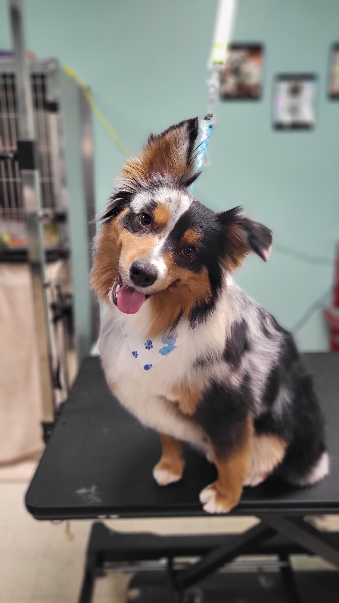 Cat and Hound Market and Pet Grooming Morris