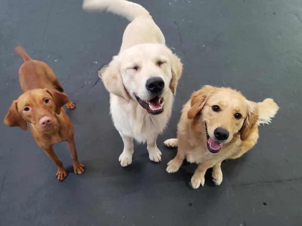 K-9 Play Time Mundelein