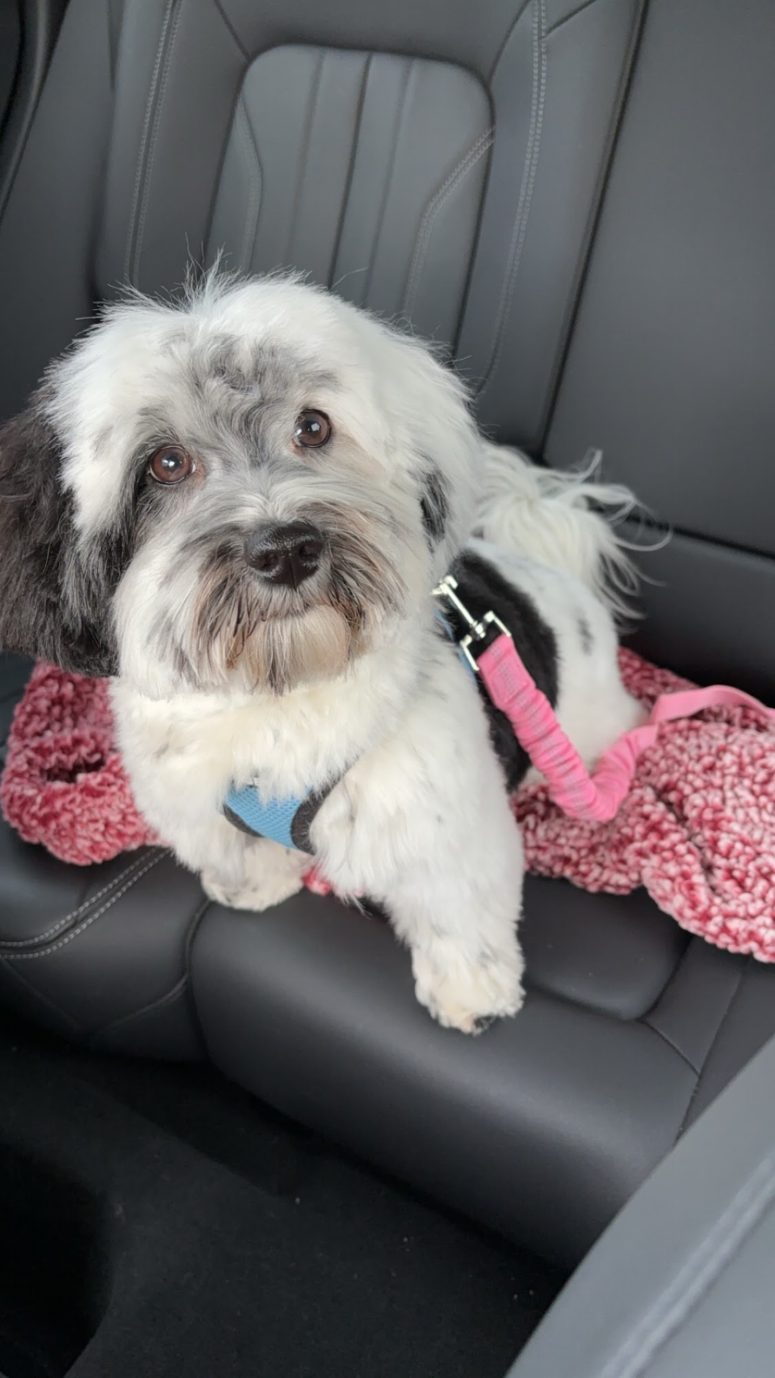 The Spa For Dogs Northbrook