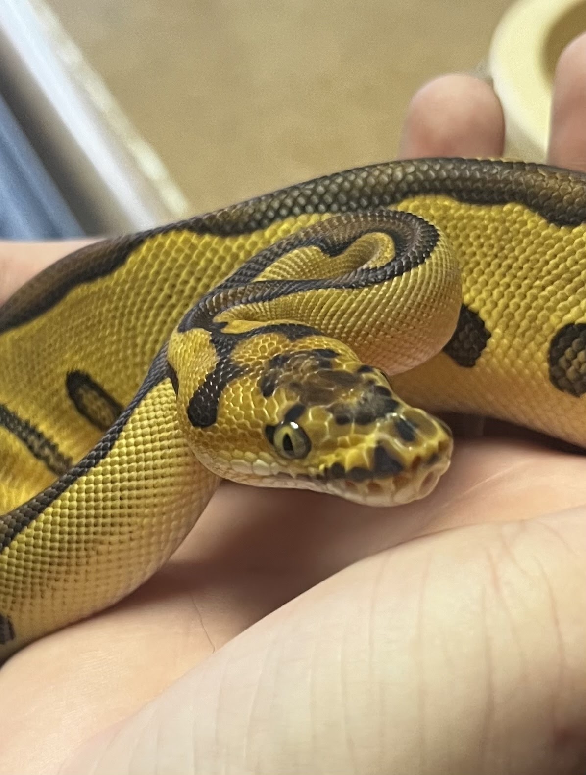 Snakeman Snake Shop Quincy