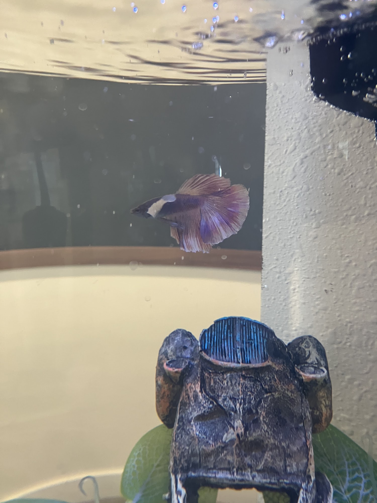 Fish Man Pet Center Springfield