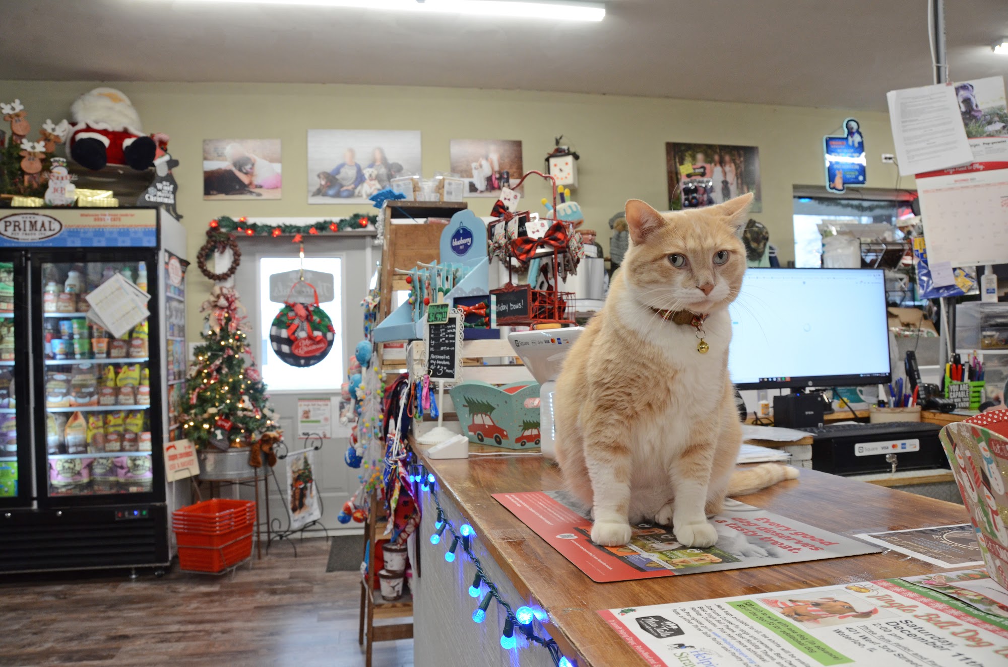 Three Tails Parlor and Pantry of Waterloo Waterloo