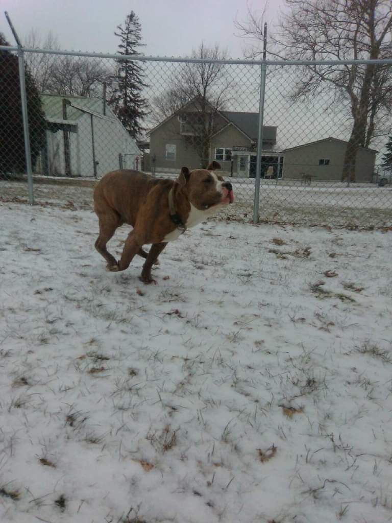 R and R Pet Boarding Crawfordsville