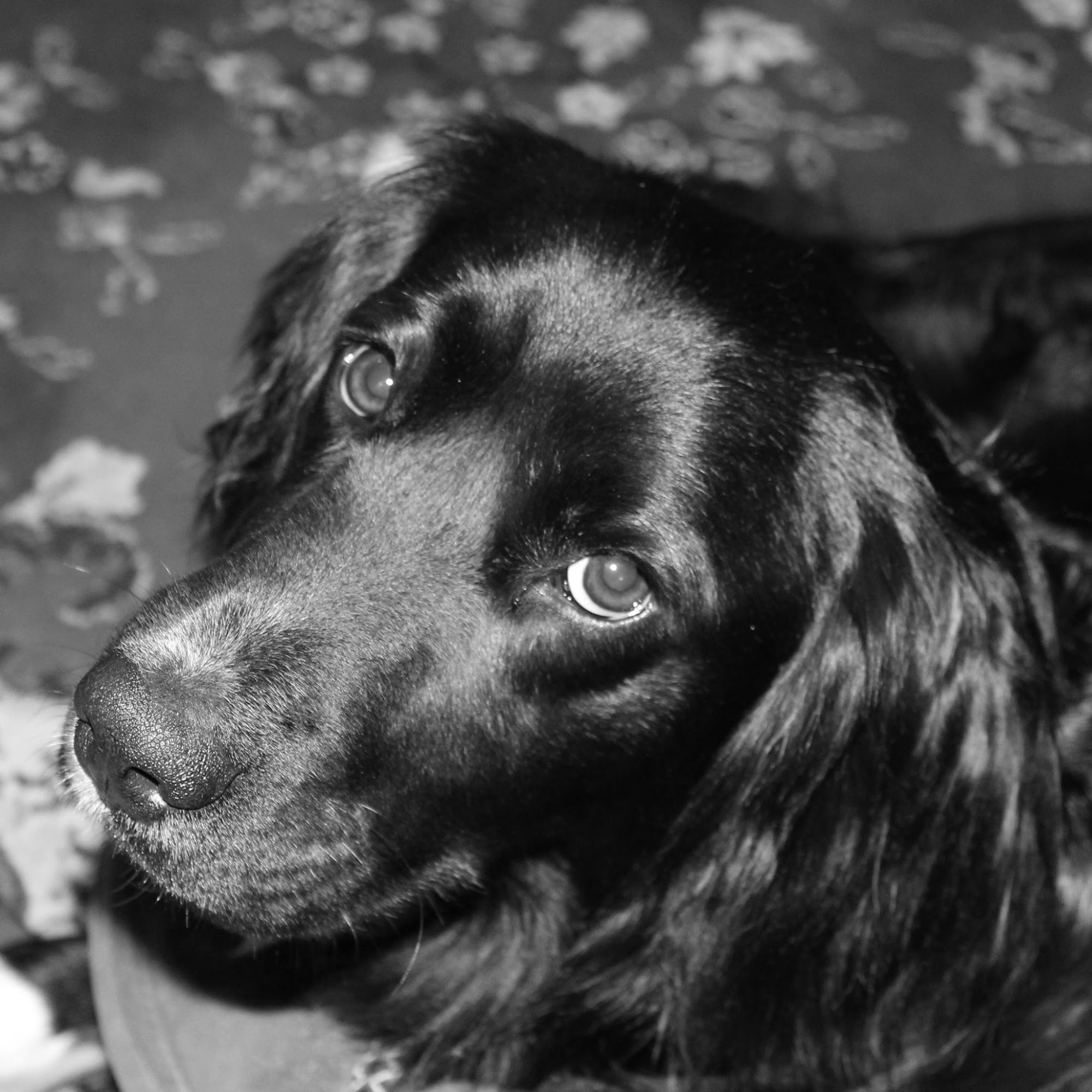 Raw Paws Pet Food Indianapolis