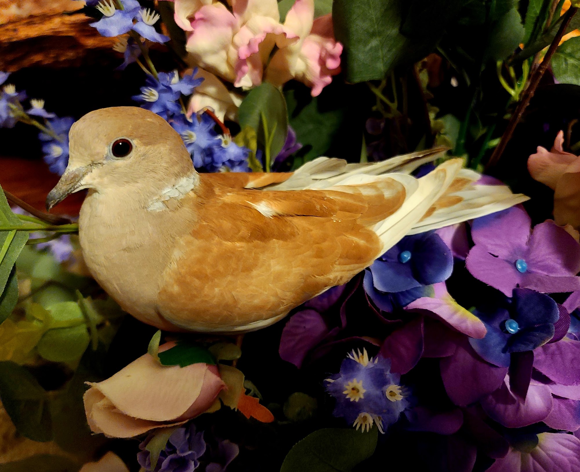 Majestic Doves Aviary LLC Indianapolis