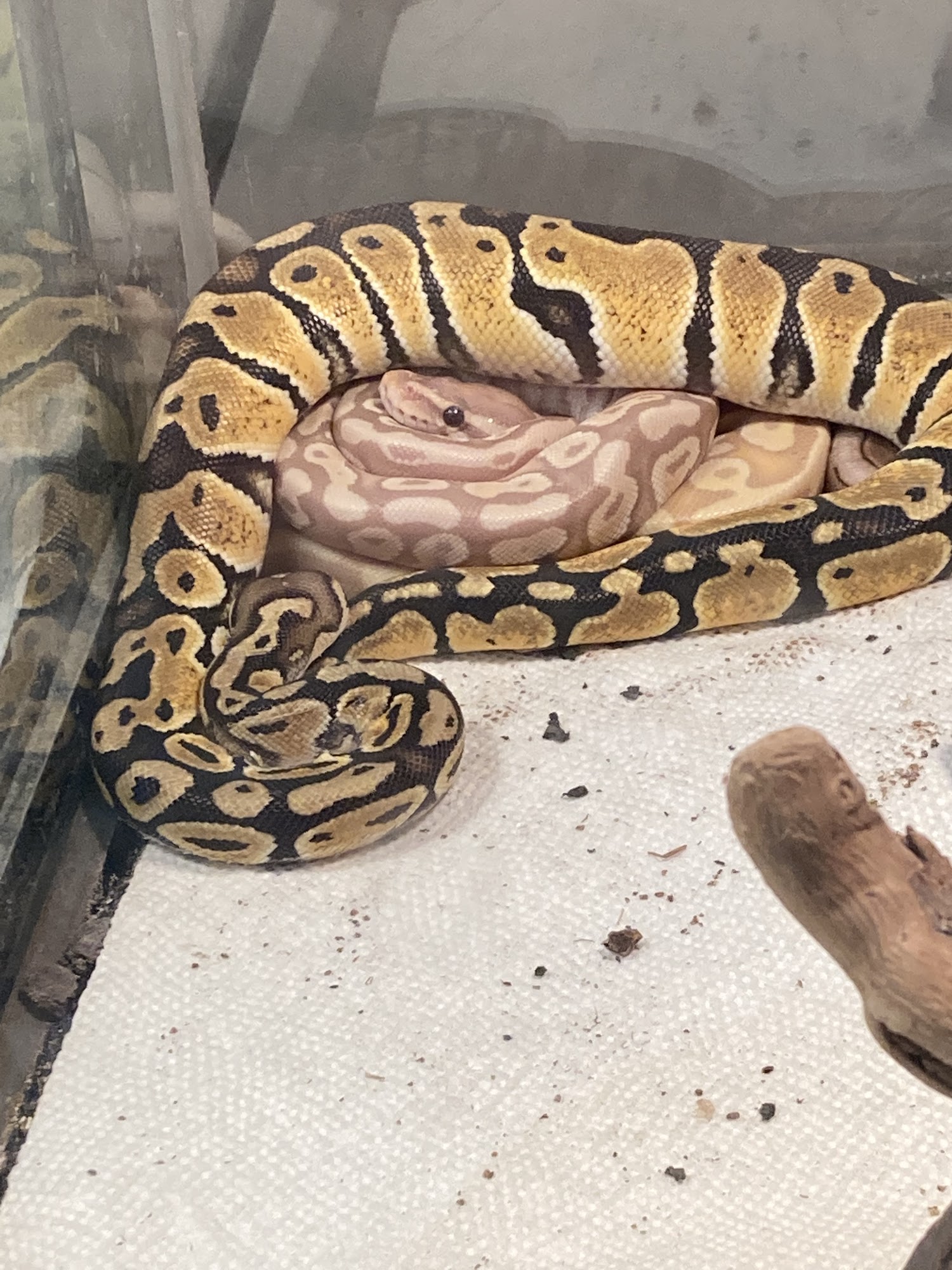 Exotic Aquatics and Pets Kendallville