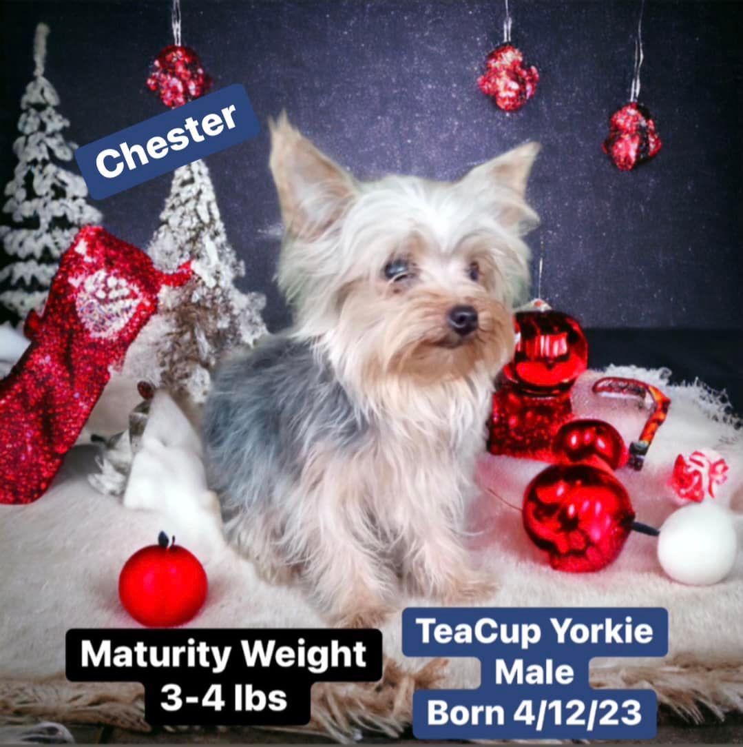 Puppy Paws Washington