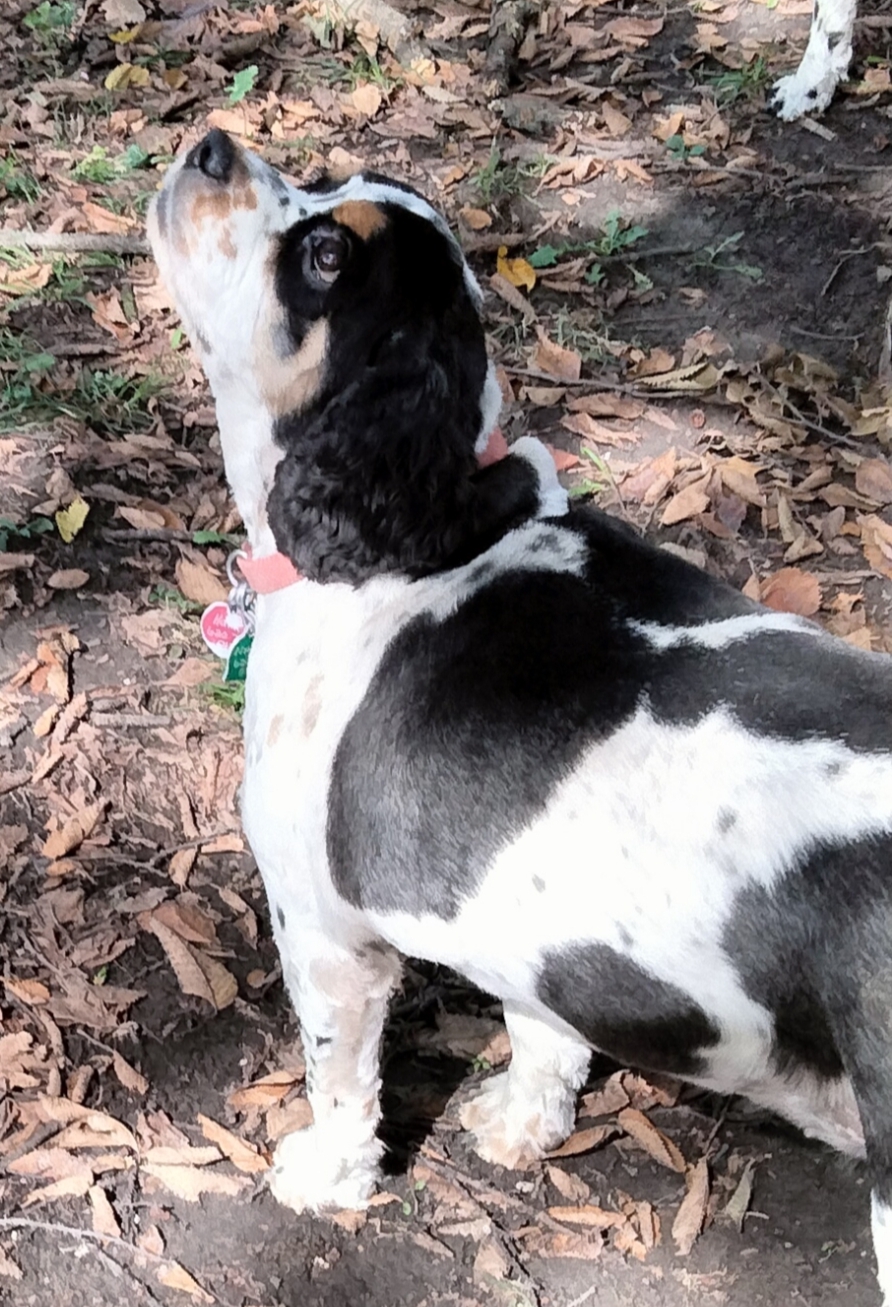 Top Dog Grooming Salon Emporia