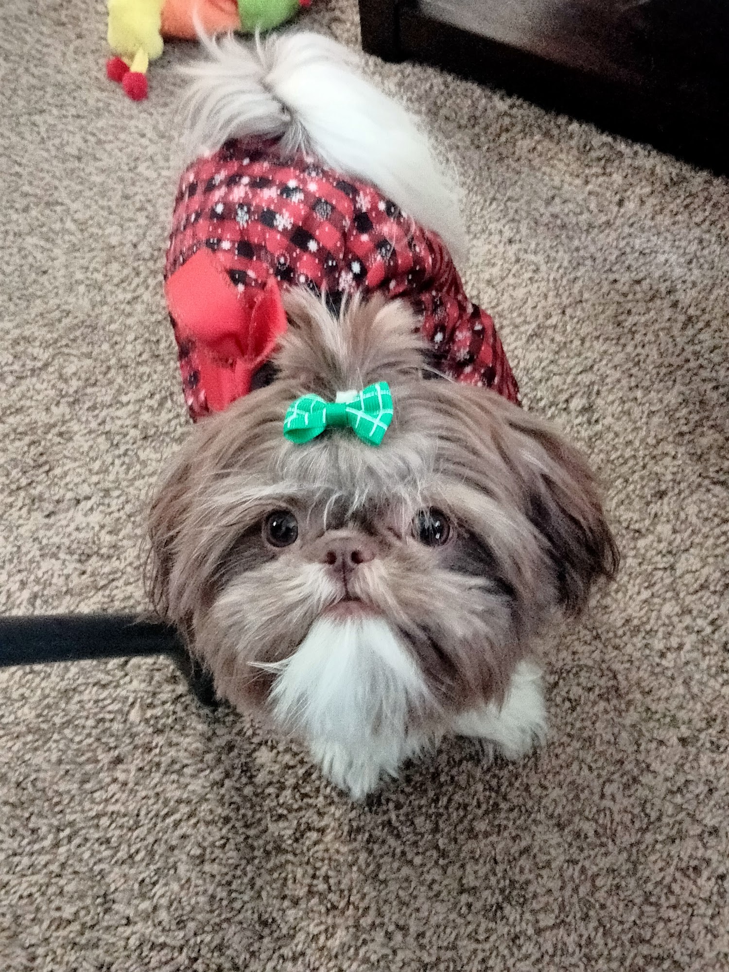 EarthWise Pet Supply & Grooming Lawrence