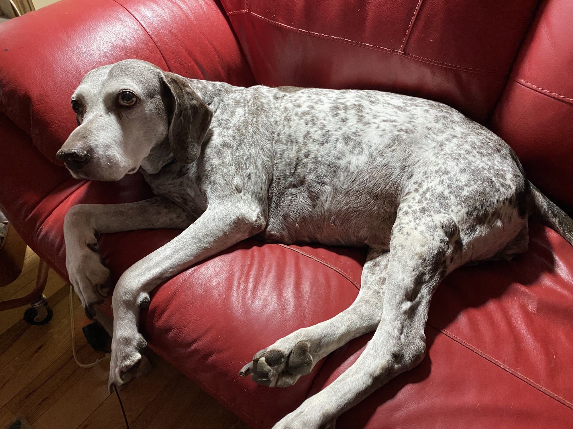 Home Pet Care Veterinary Housecalls Topeka