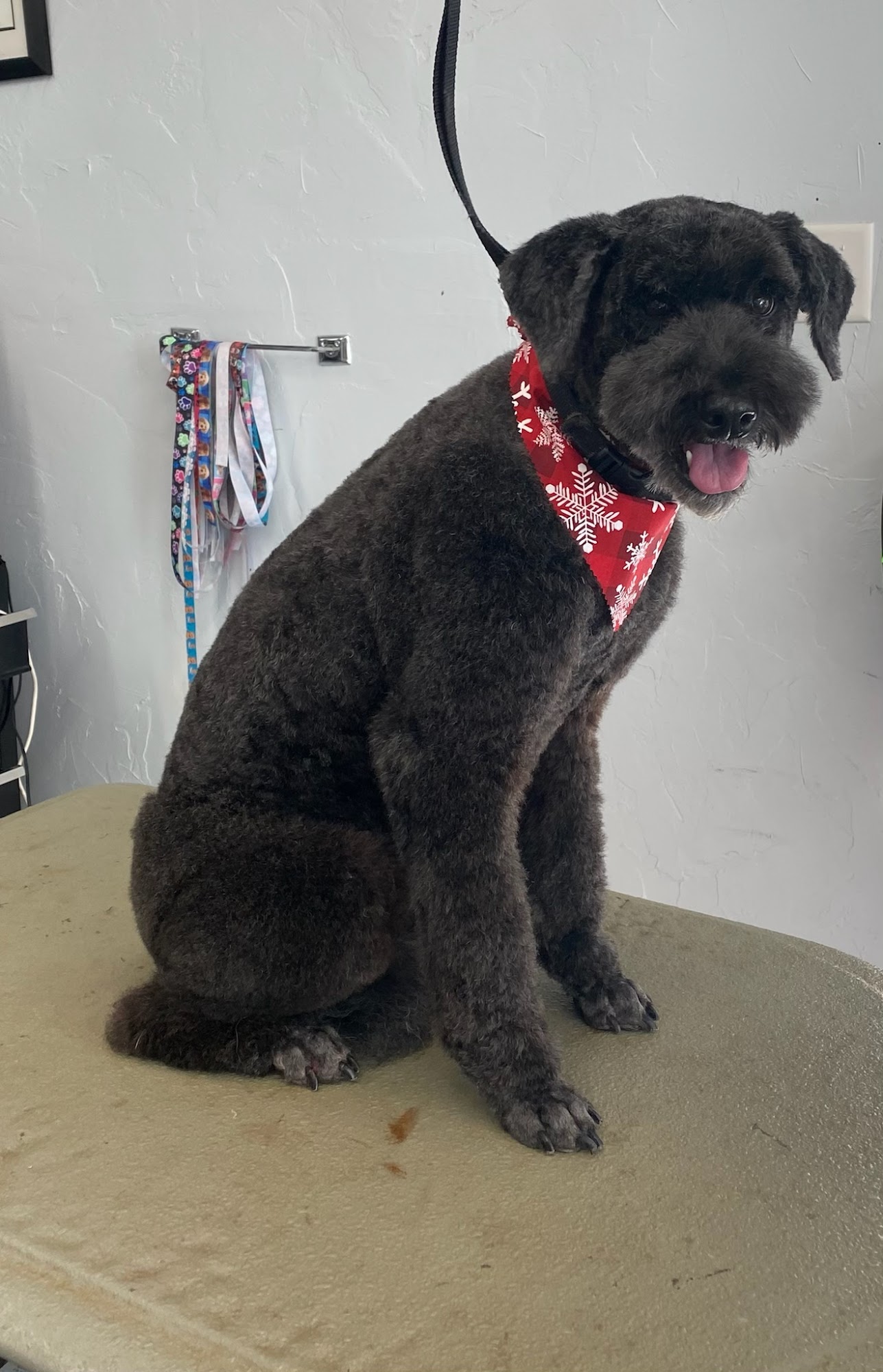 The Wet Pet Winfield