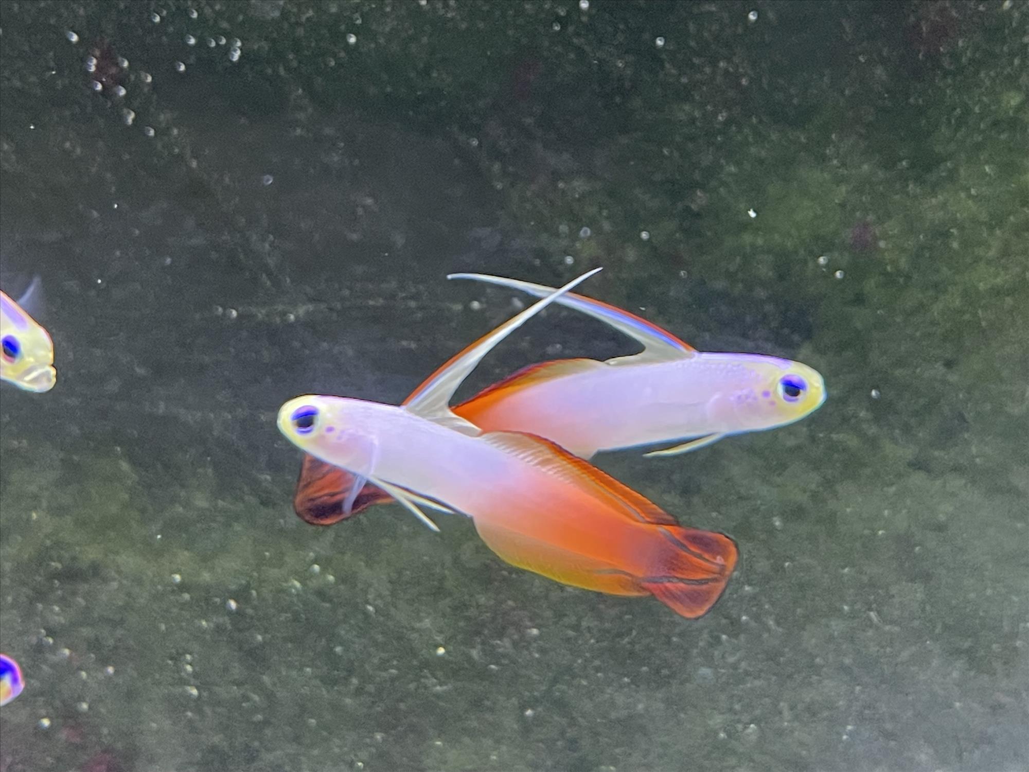 Reef Life Aquatics Crescent Springs