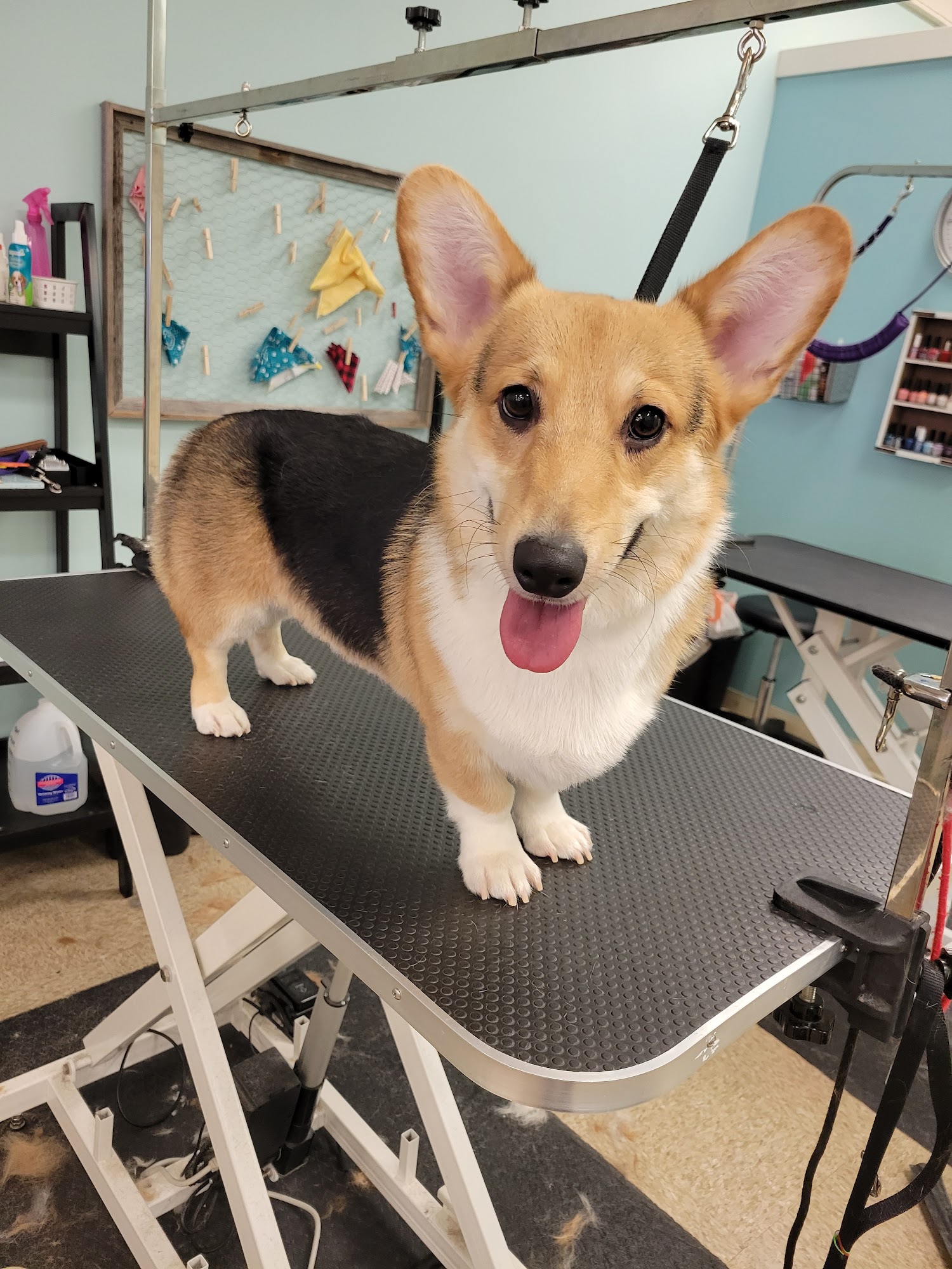 The Barkside Groomery Georgetown