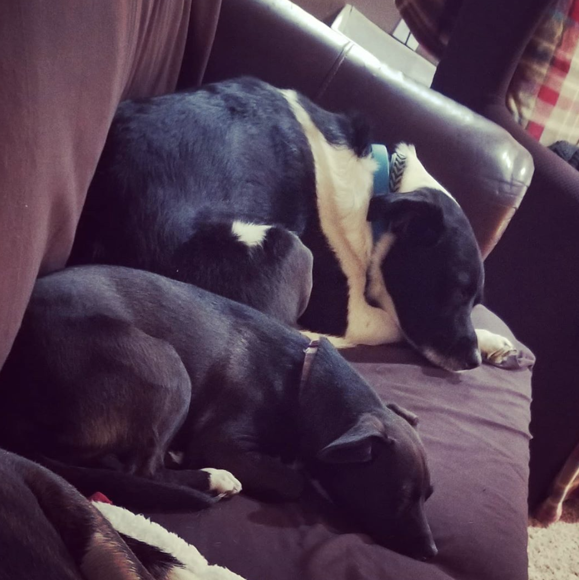 Kay9 PAWS, LLC Lancaster