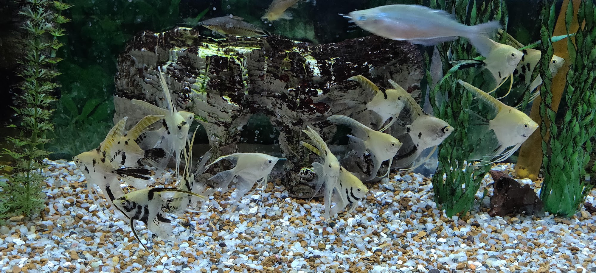 Animal House Pets, LLC Lexington