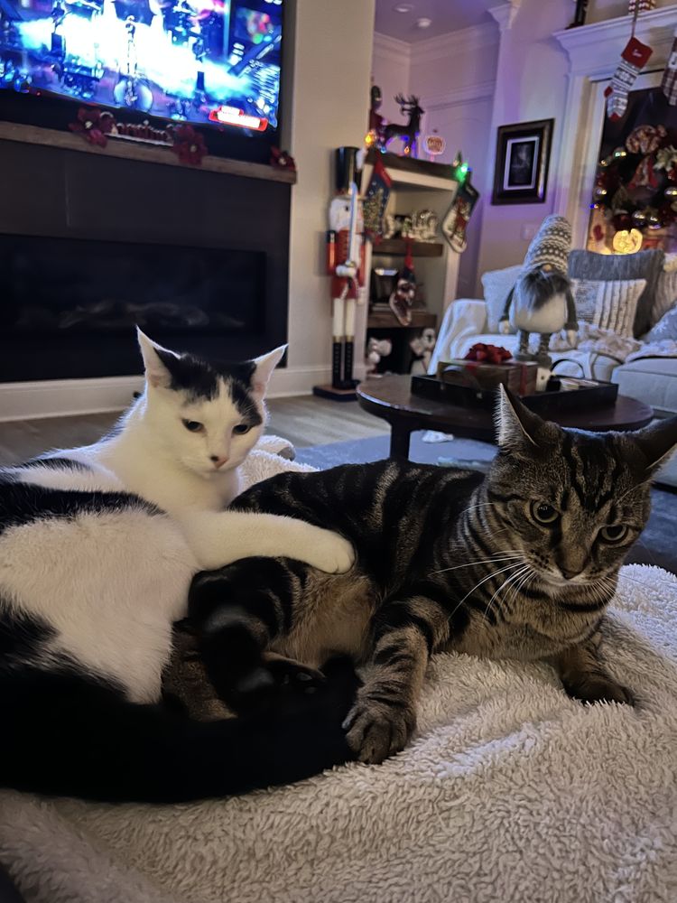 Critter Sitters of Lexington, Inc. Lexington