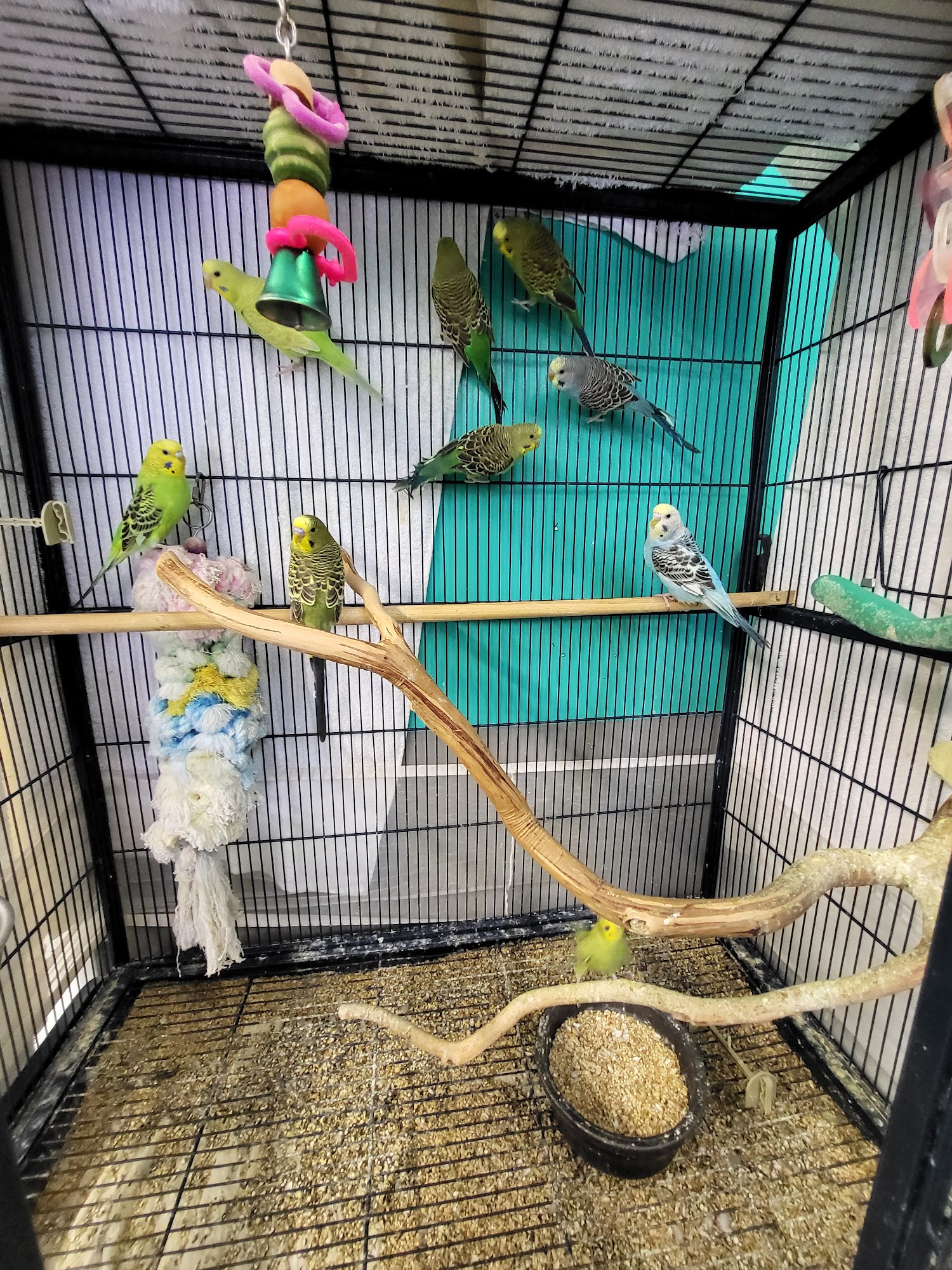 All Paws Boutique Morehead