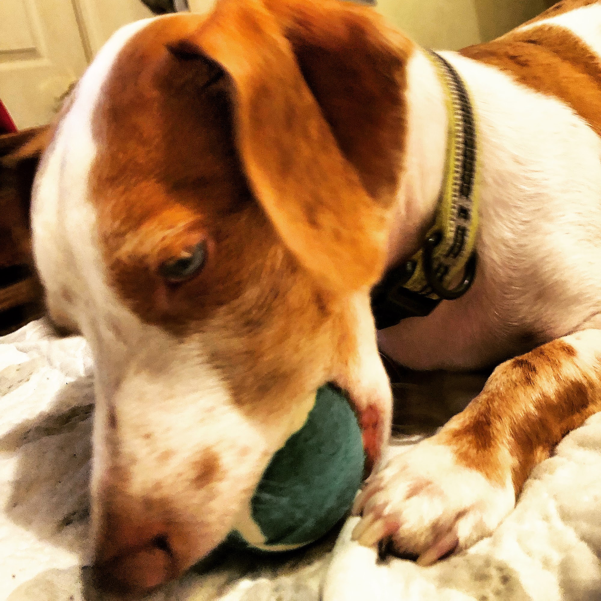 Petsense by Tractor Supply Mount Sterling