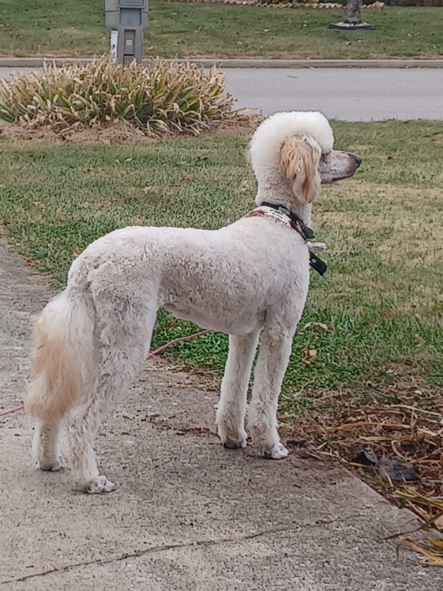 Somerset Pet Lodge Somerset