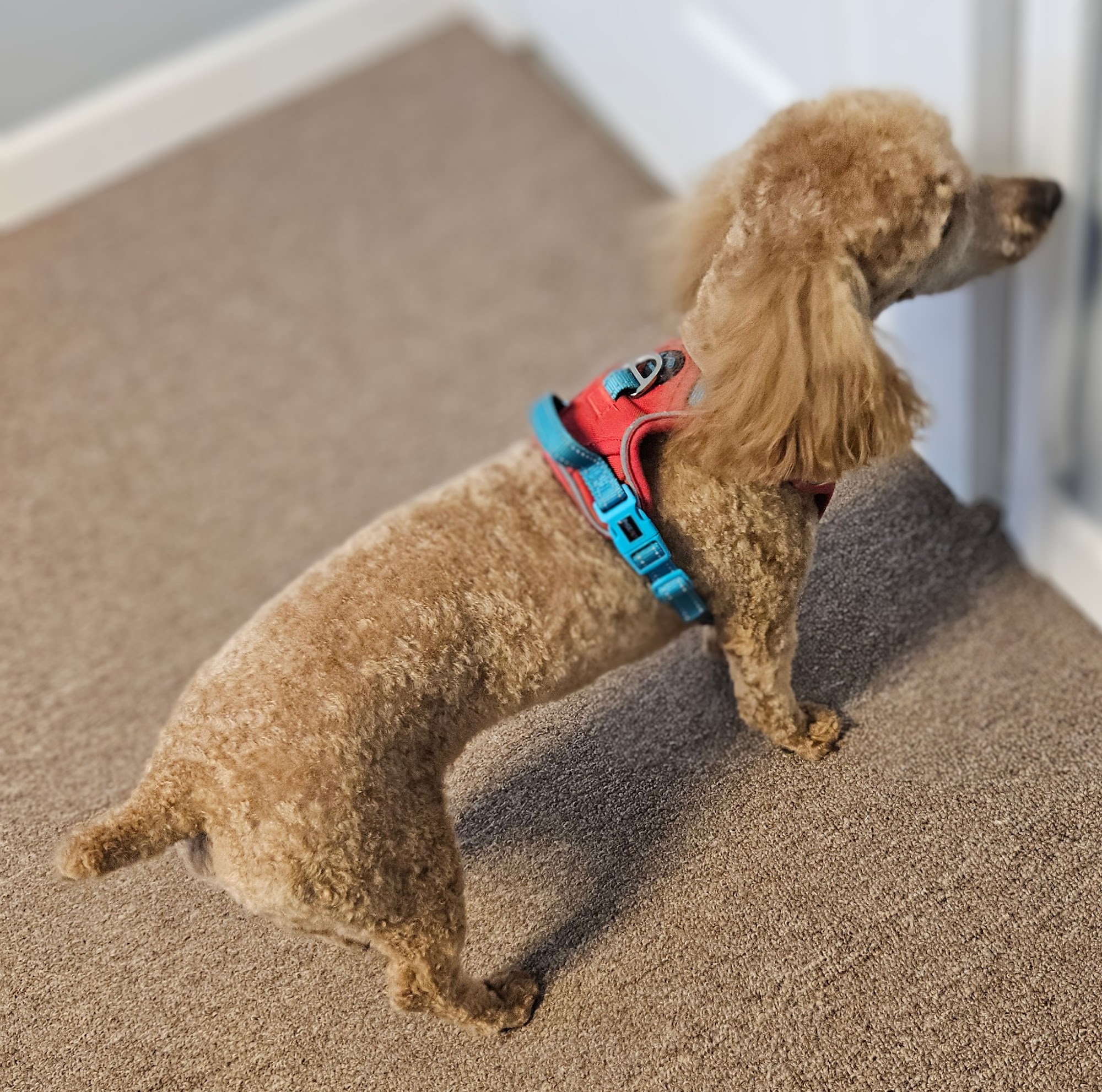 A Diamond In the Ruff Winchester