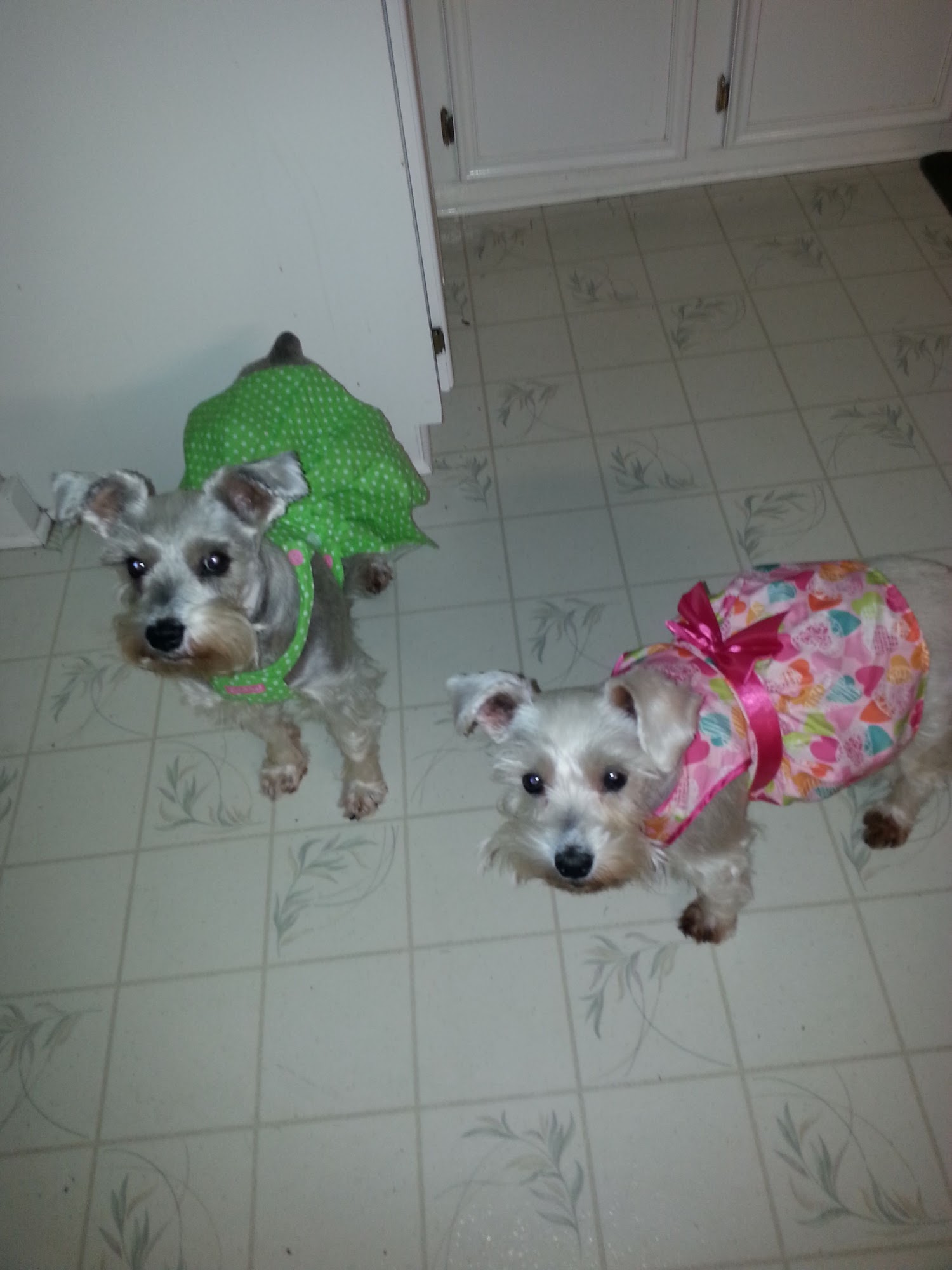 All Dogs Grooming Abbeville