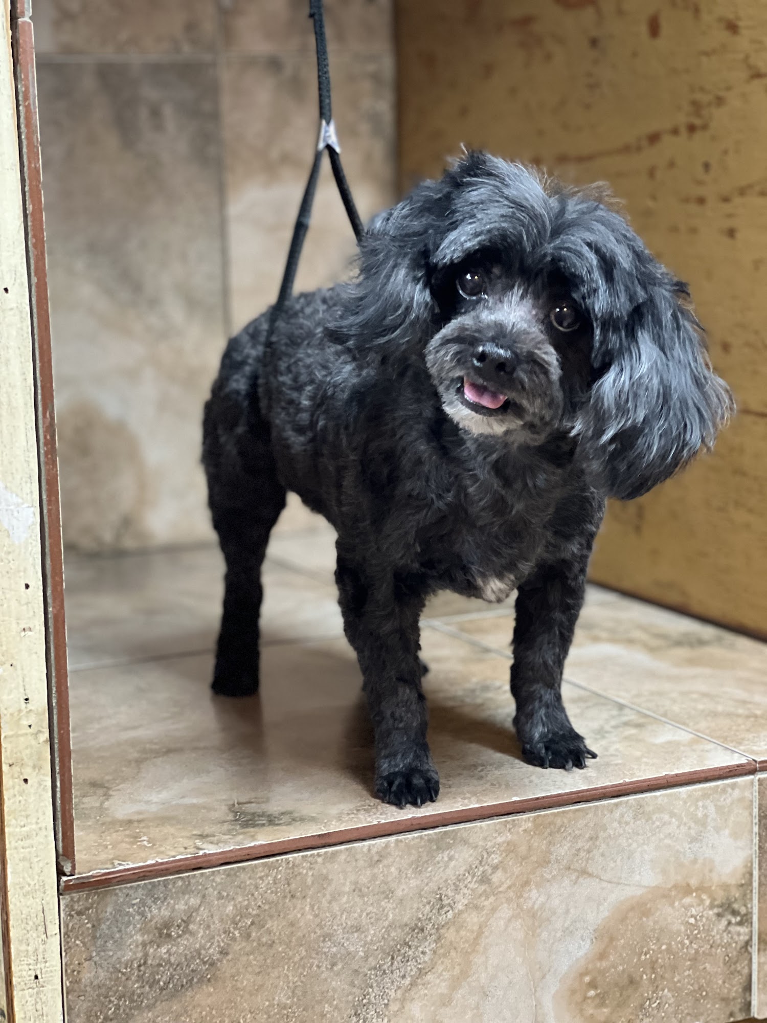 Pet Shak Breaux Bridge