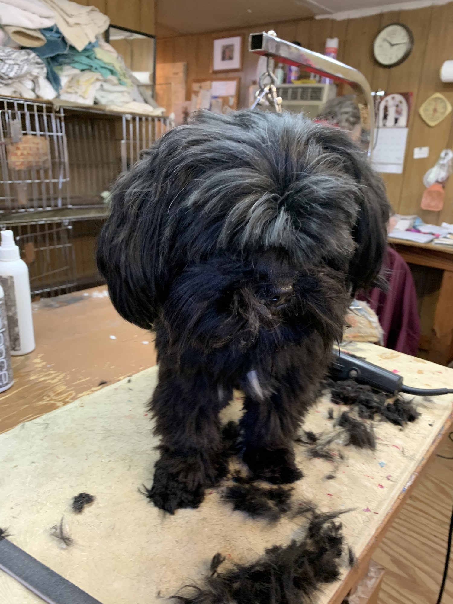 Belles & Beaus Puppy Hut Jena