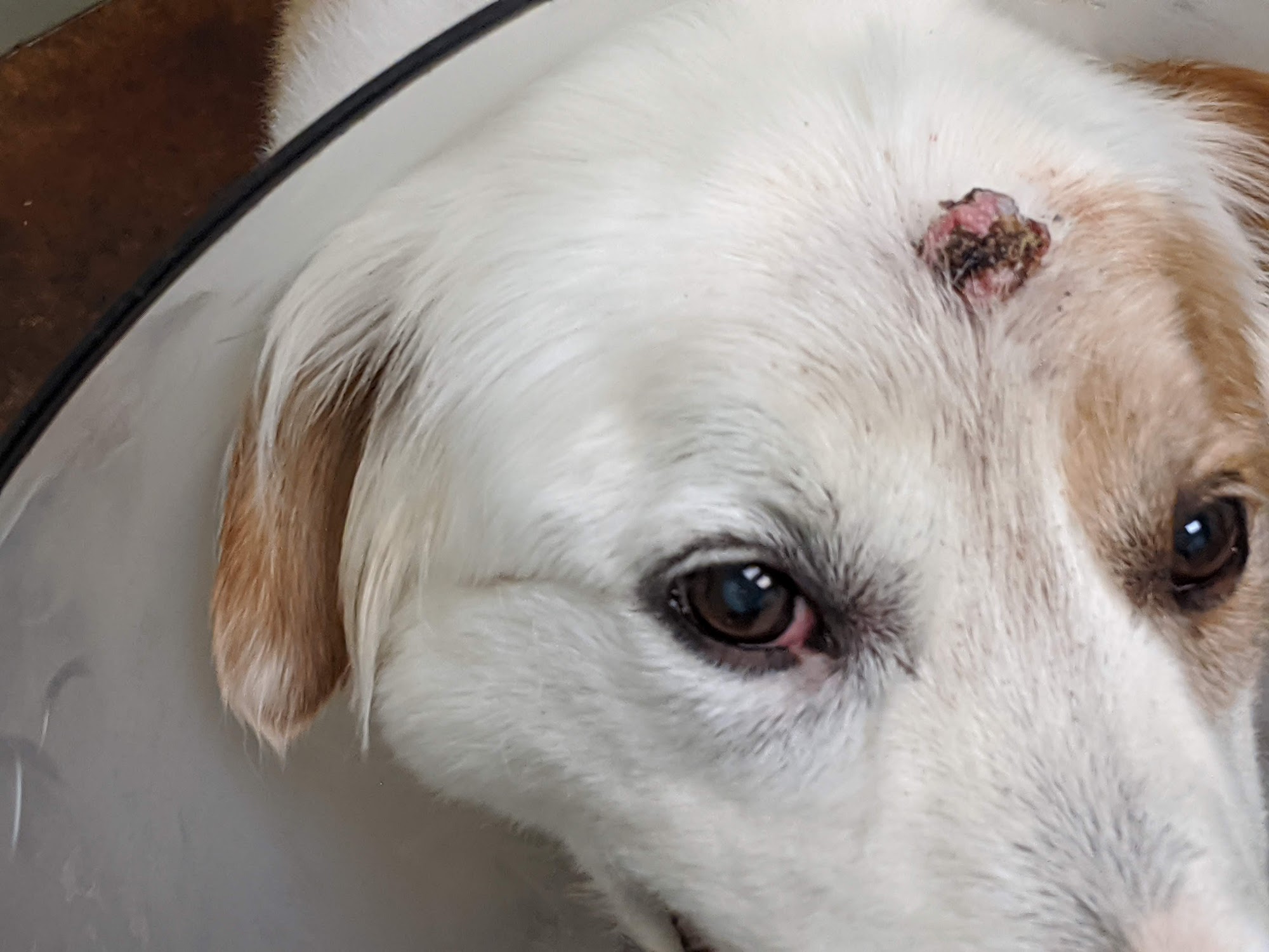 Animal Care Hospital Lafayette