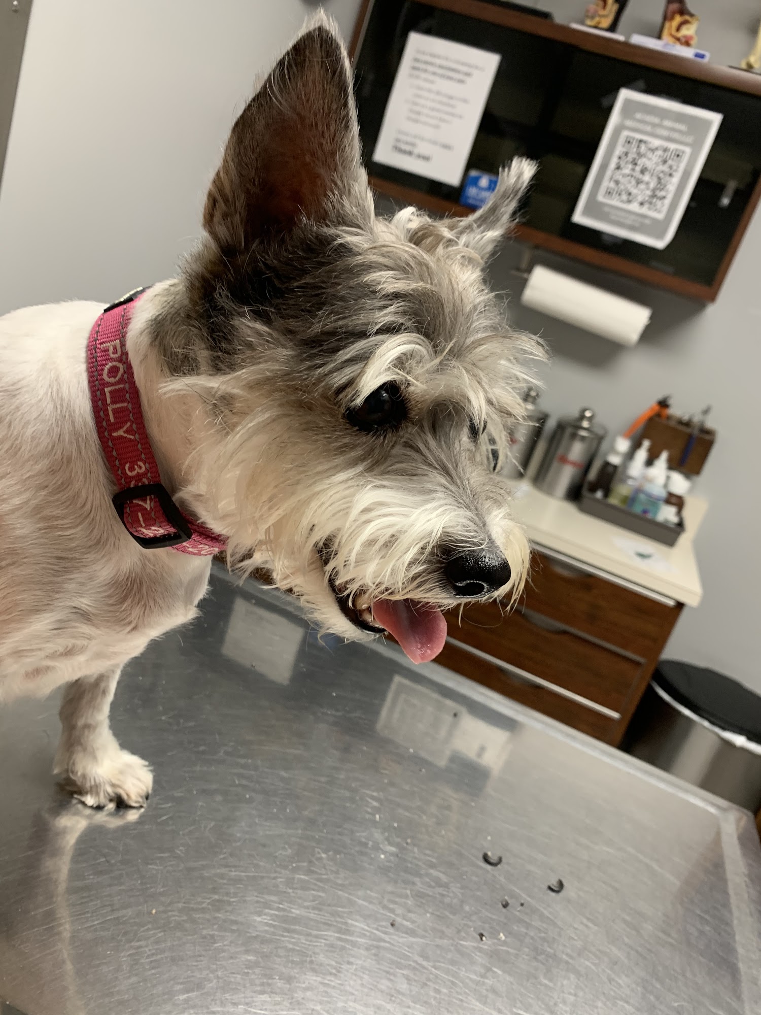 Acadia Animal Medical Center, LLC Rayne