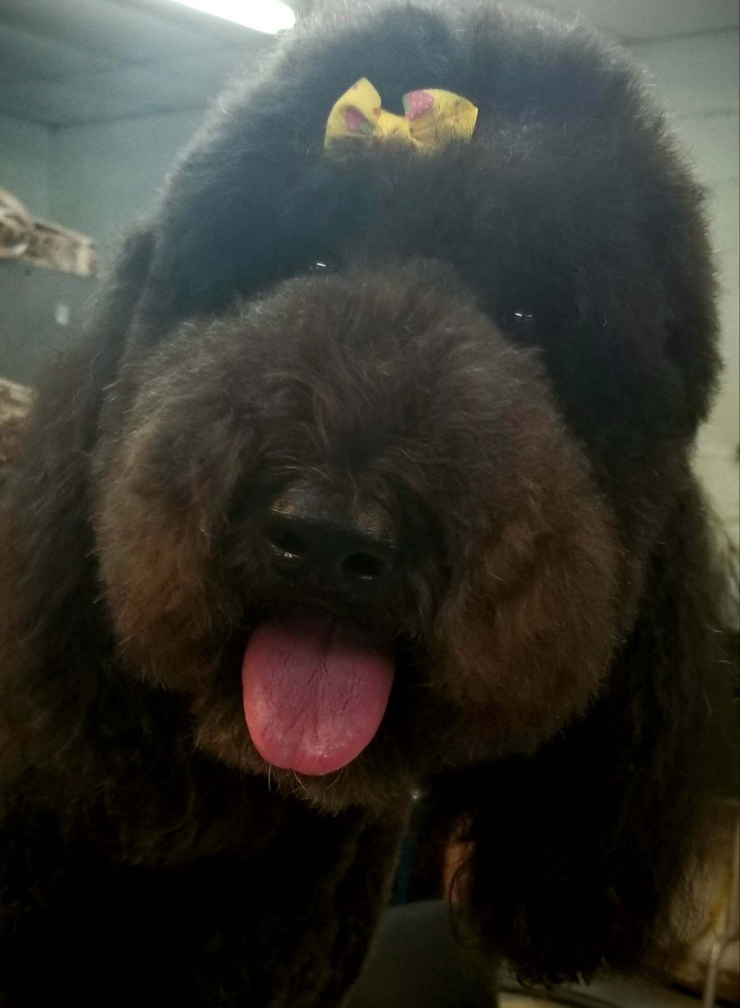 K9 Styles by Rhianna Ruston