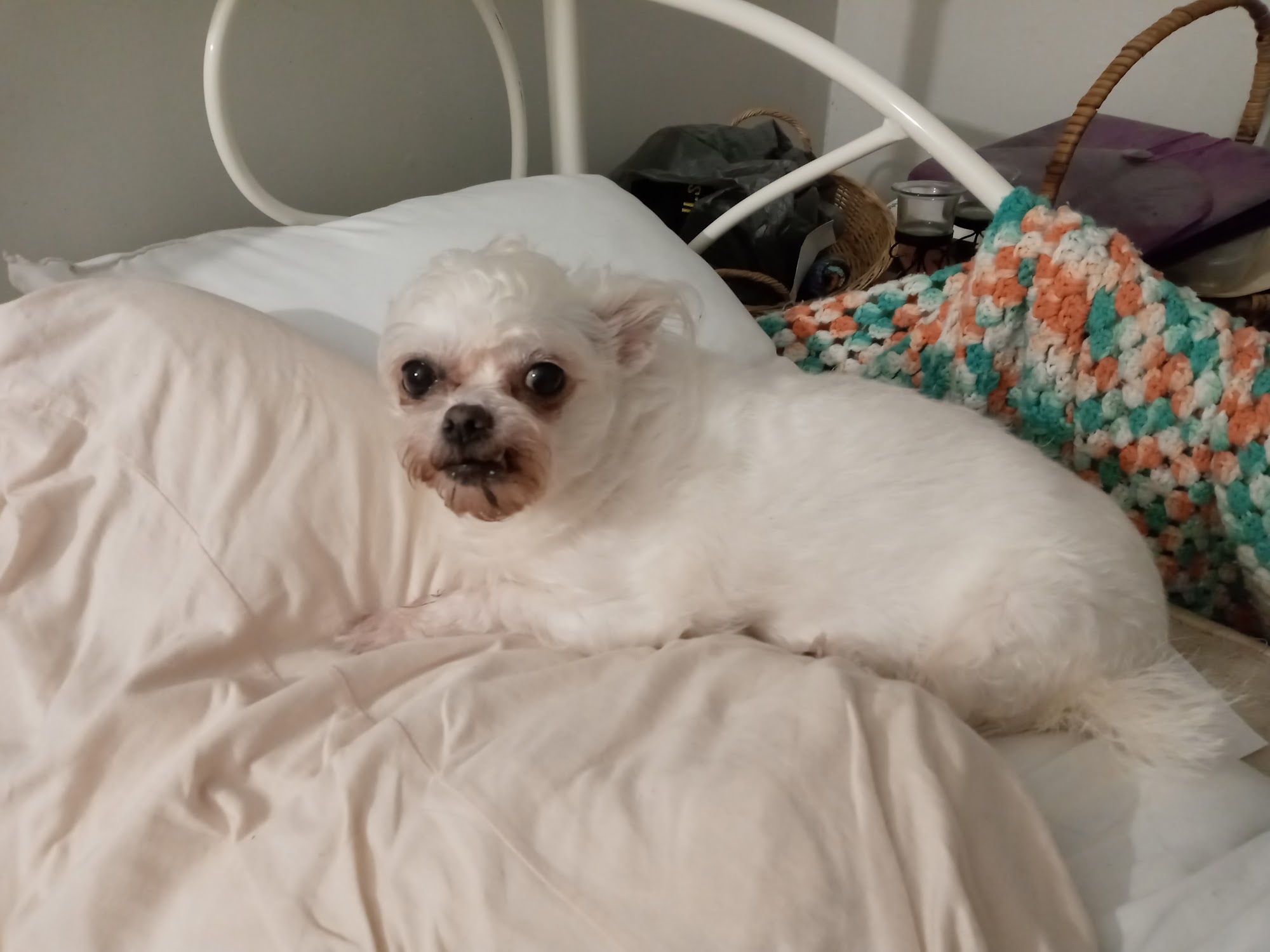 D'Tails Pet Boutique Boston