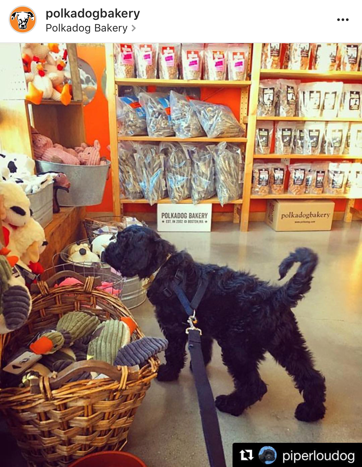 Polkadog Bakery Chestnut Hill