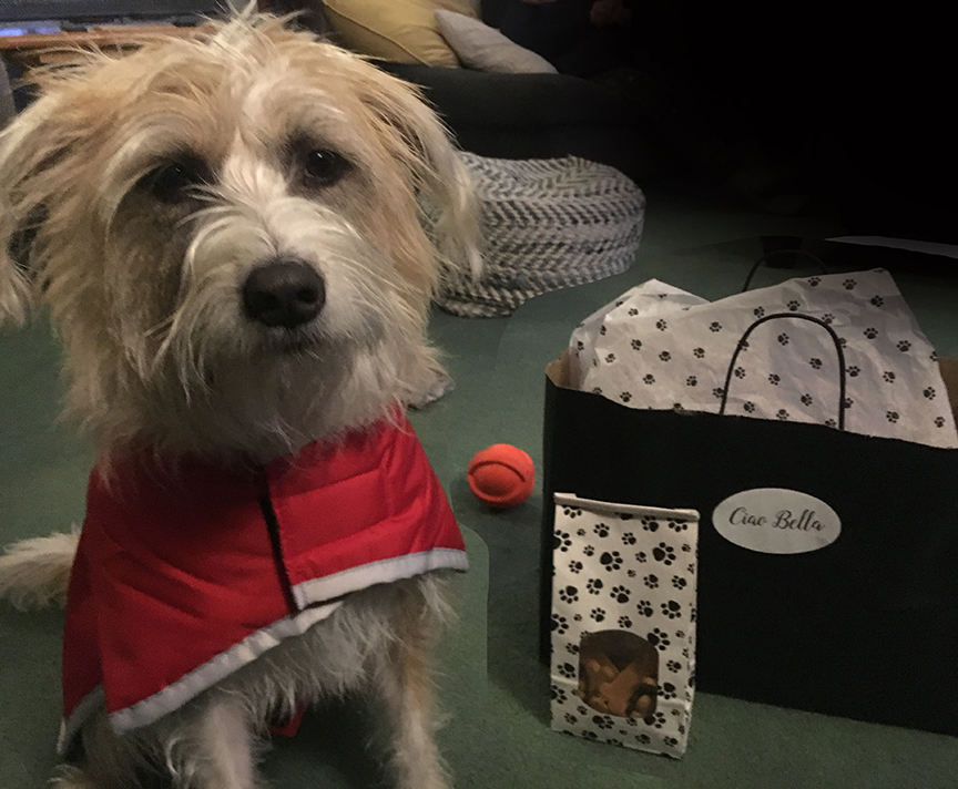 Ciao Bella doggie boutique Dartmouth
