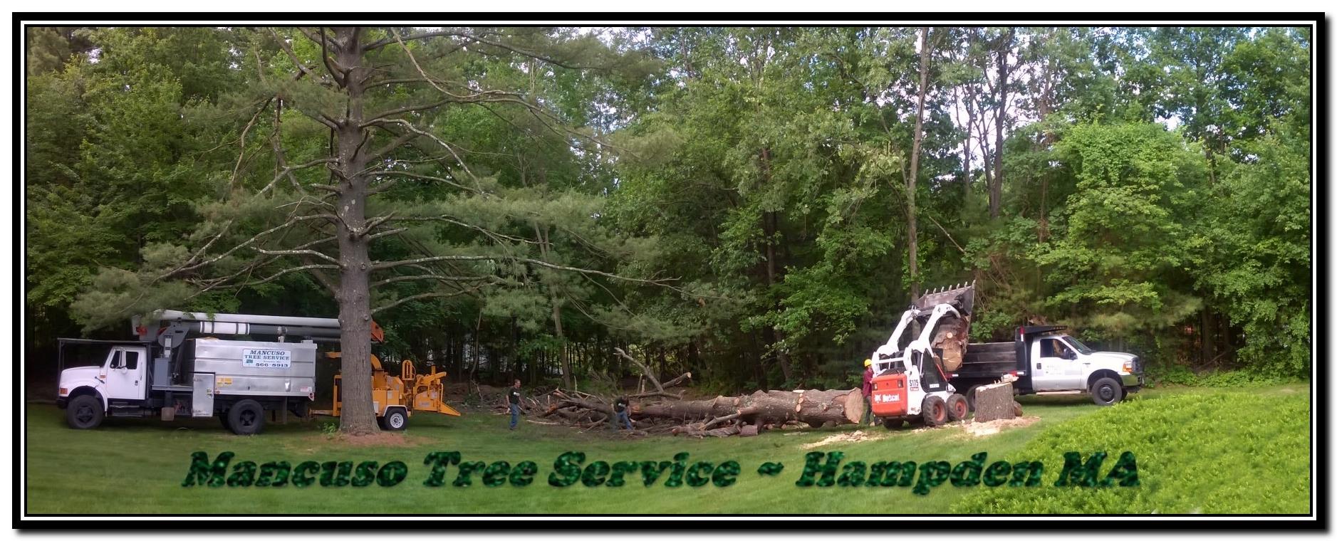 Mancuso Tree Service 131 Somers Rd, Hampden Massachusetts 01036
