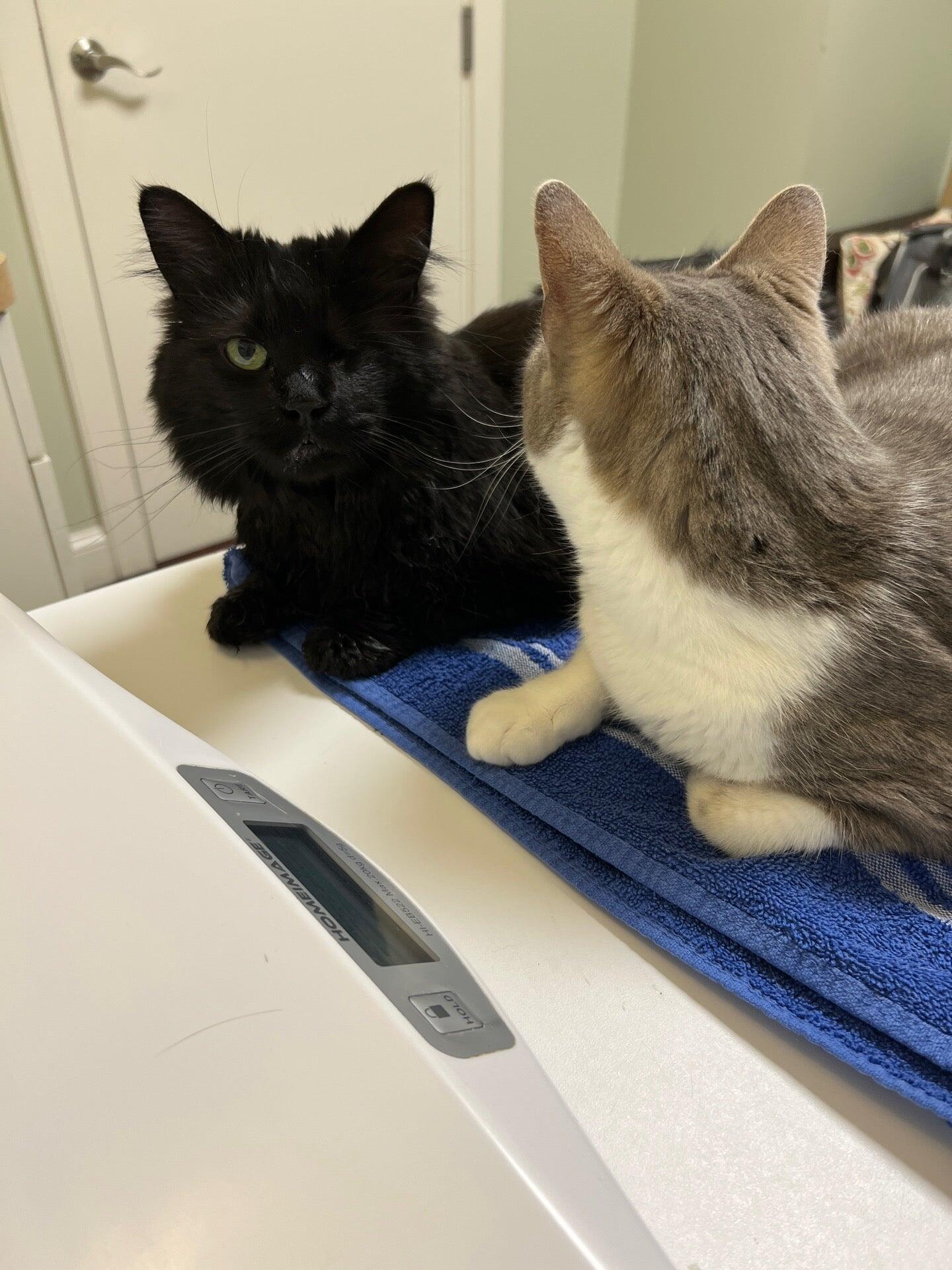 Lenox Cat Hospital Lenox