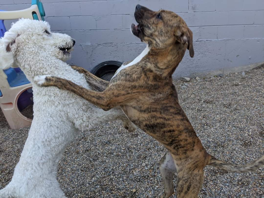 Crazy Canines, Inc. Lowell