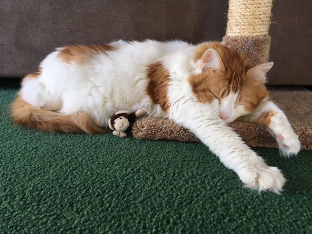 PALS Animal Life Savers Salem