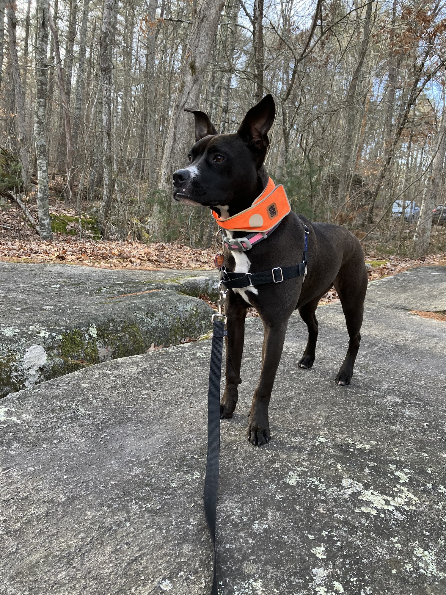 Noah's Ark Pet Shop Inc Sturbridge