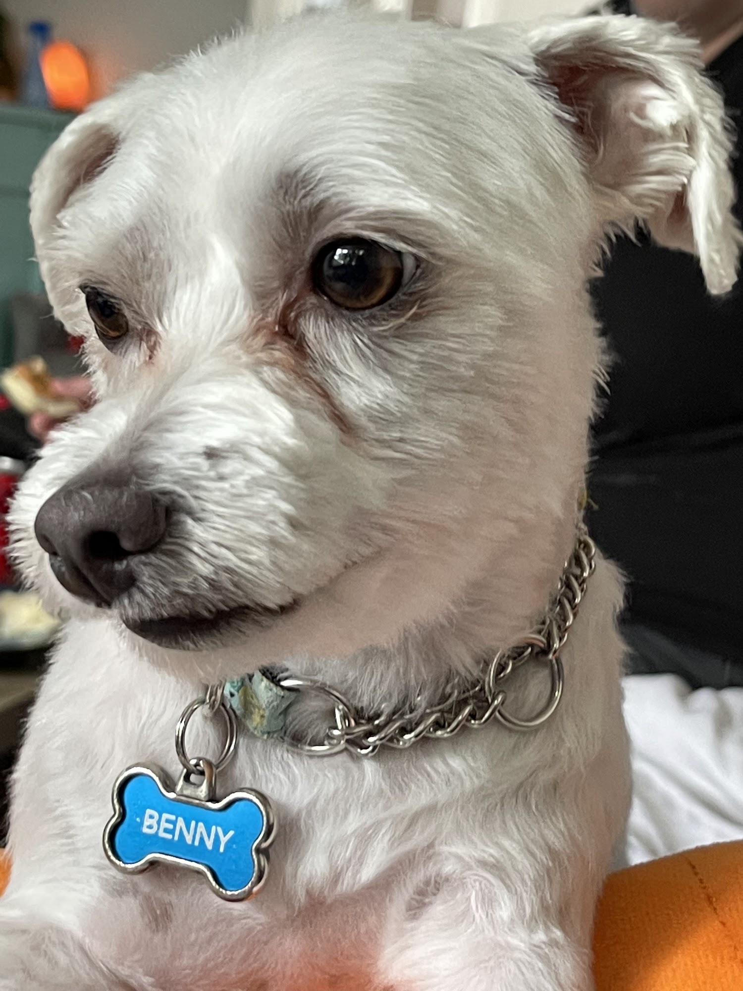 Happy Dog's Grooming Winnipeg