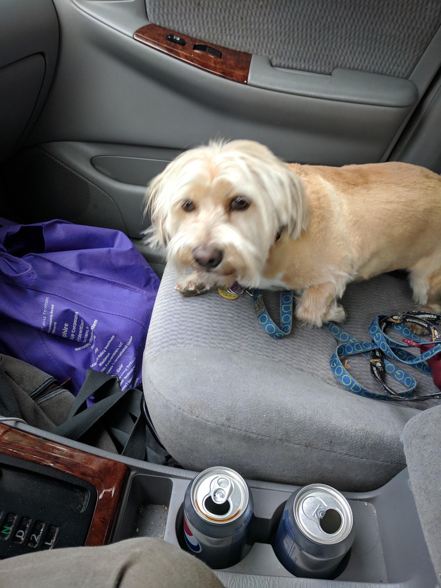 Hair Off The Dog Grooming Salon & Spa Baltimore