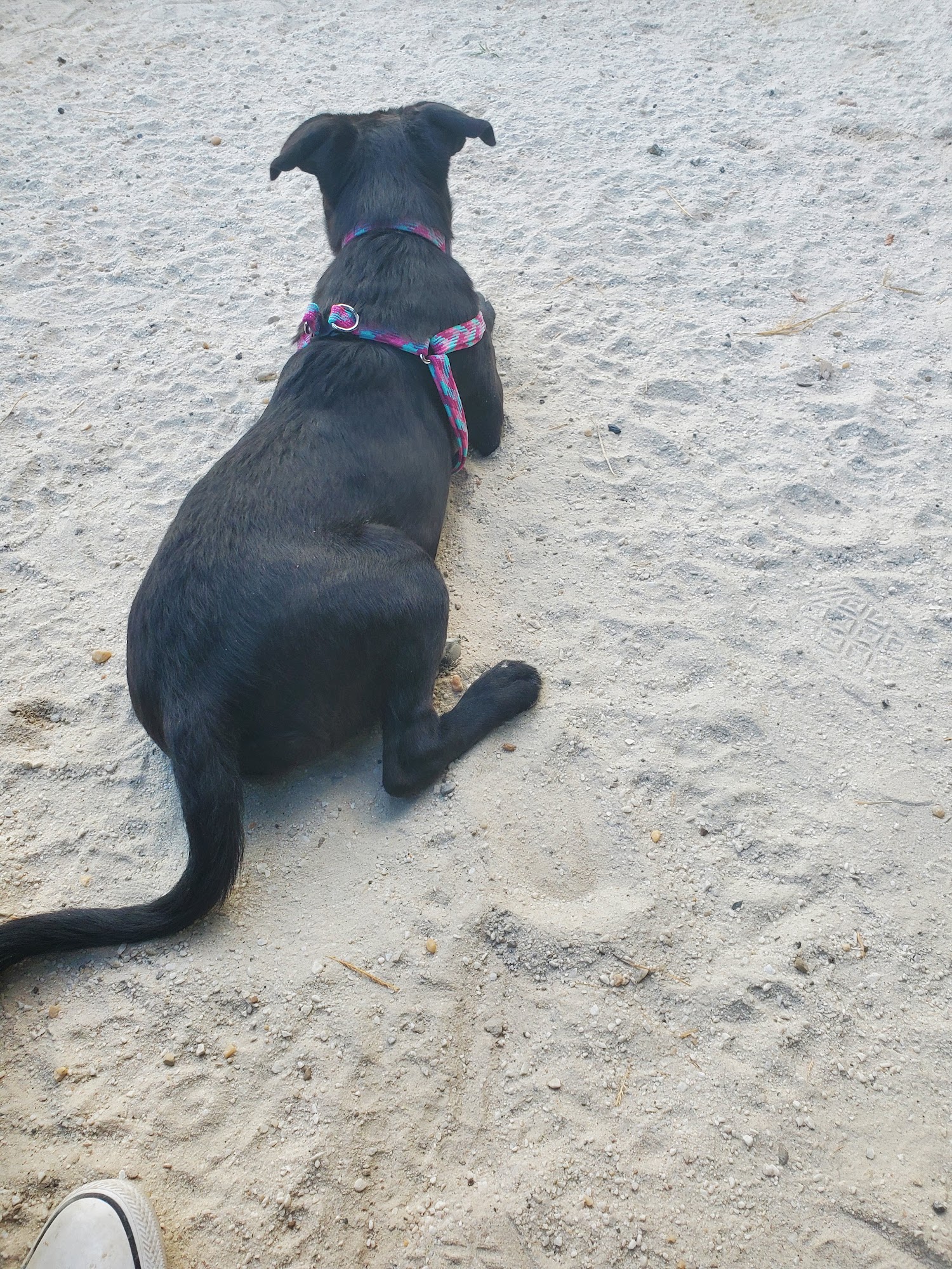 Canton Dog Park Baltimore