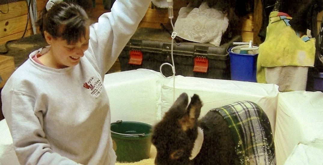 Horizon Equine Vet Services LLC Frederick