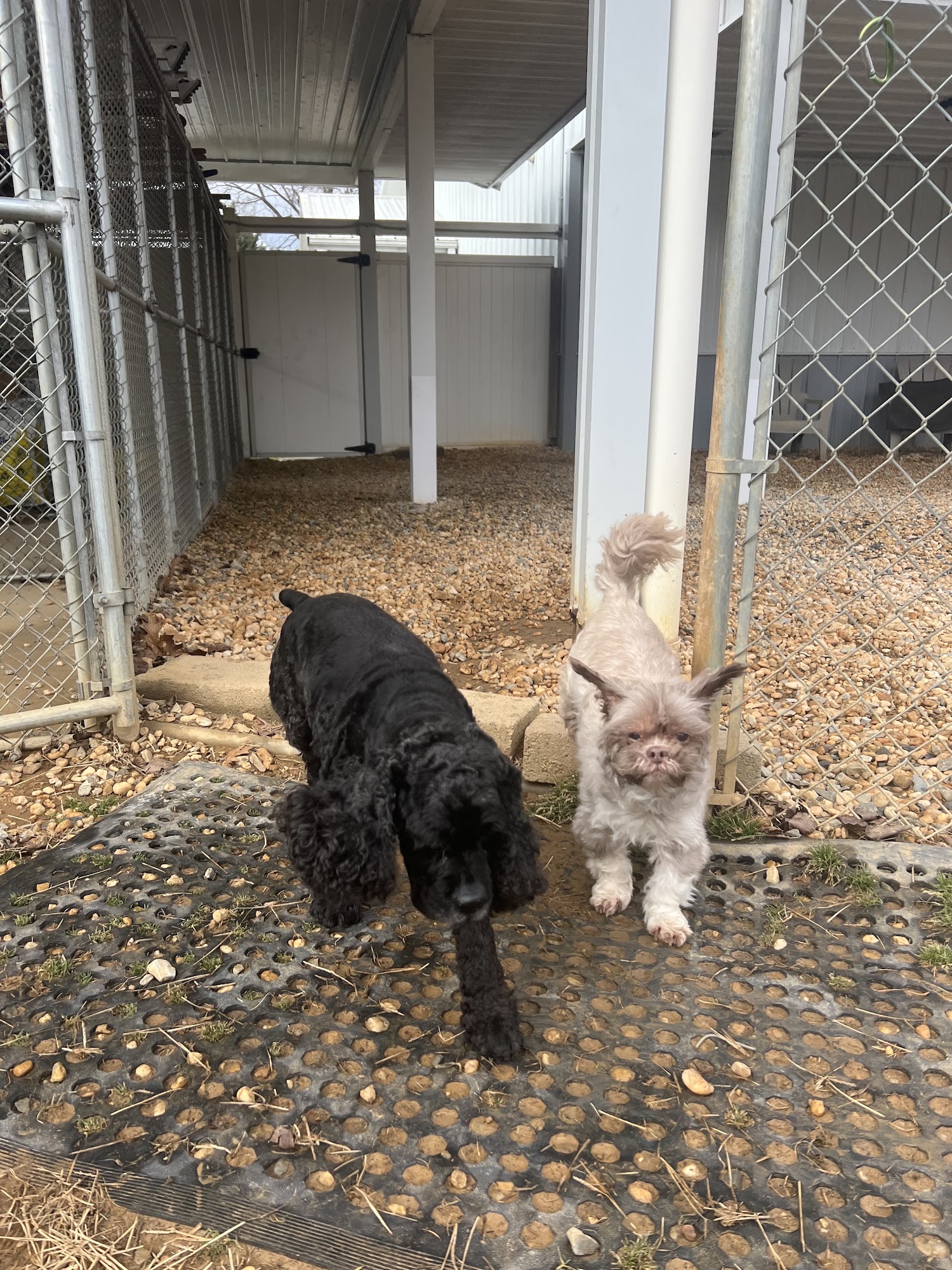 Pet Retreat At Paramount Farms Hagerstown